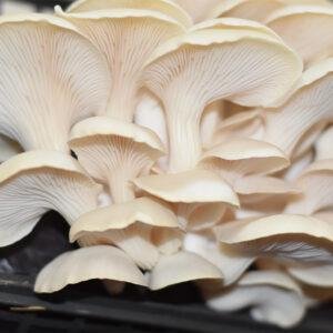 Oyster Mushroom