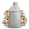 grey oyster mushroom spawn