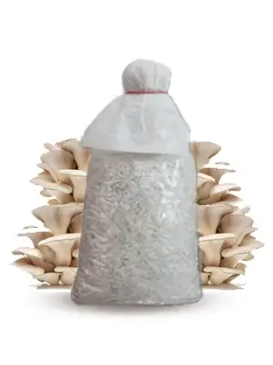 grey oyster mushroom spawn