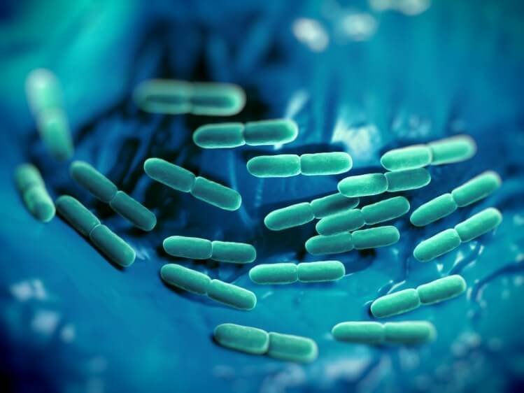 What is a probiotic ?